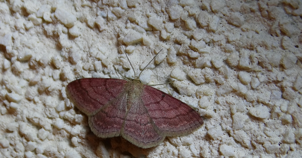 Wątlak rdzawiak (Scopula rubiginata)