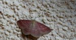 Wątlak rdzawiak (Scopula rubiginata)