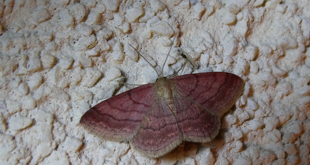 Wątlak rdzawiak (Scopula rubiginata)