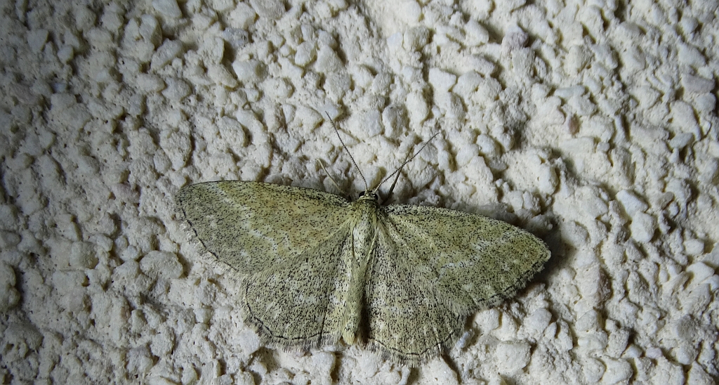 Wątlak pręgowiak (Scopula virgulata)