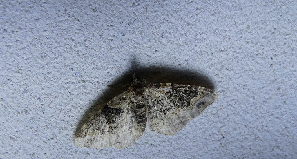 Paśnik rdzawiak (Xanthorhoe ferrugata)