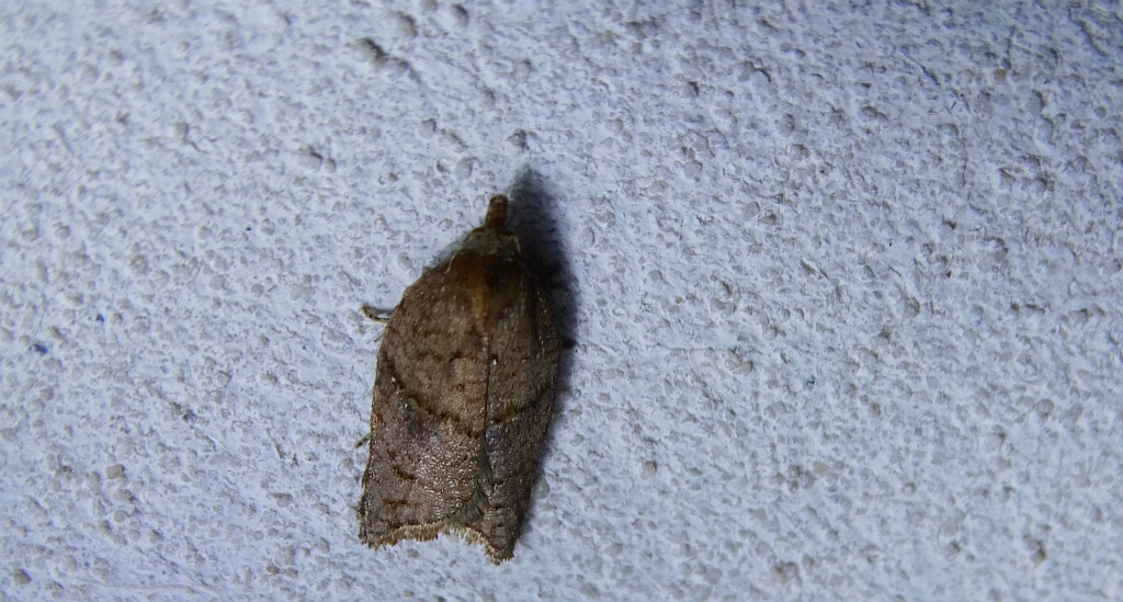 Syndemis musculana