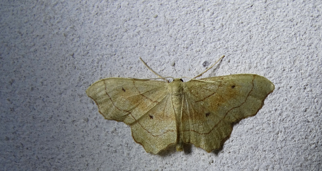 Krocznik wycinek (Idaea emarginata)