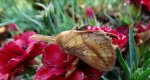 Barczatka napójka, napójka łąkówka (Euthrix potatoria)