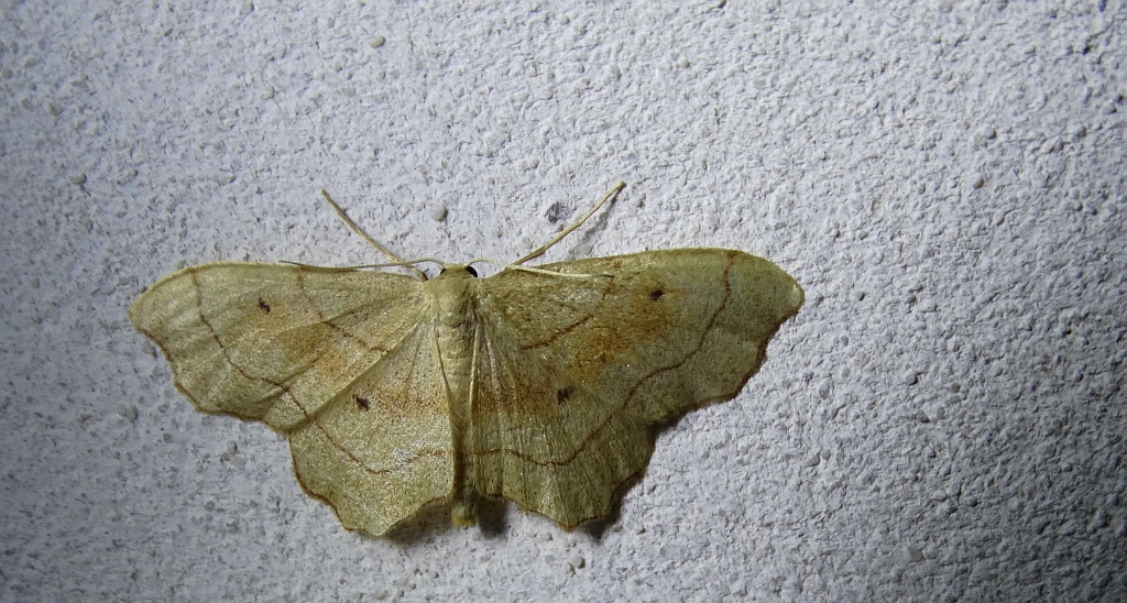 Krocznik wycinek (Idaea emarginata)
