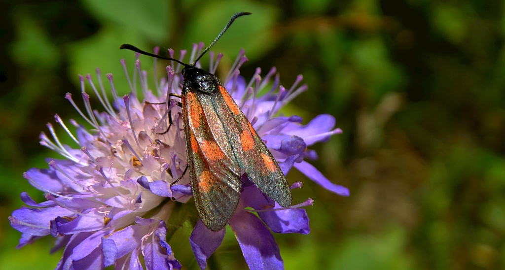 Kraśnik wykowiec (Zygaena viciae)