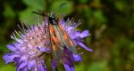 Kraśnik wykowiec (Zygaena viciae)