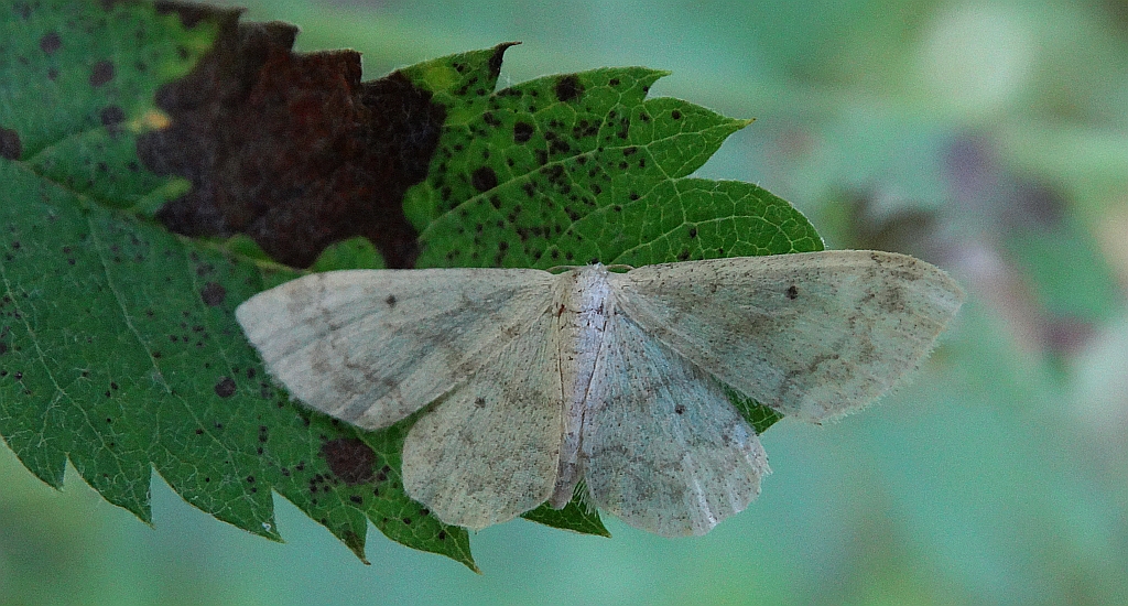 Krocznik ogrodowiak (Idaea biselata)