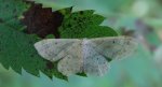 Krocznik ogrodowiak (Idaea biselata)