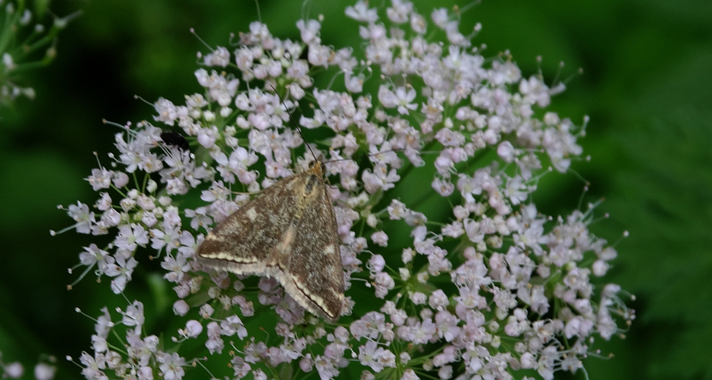 Omacnica byliczanka (Loxostege sticticalis)