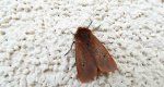 Sadzanka rumienica (Phragmatobia fuliginosa)