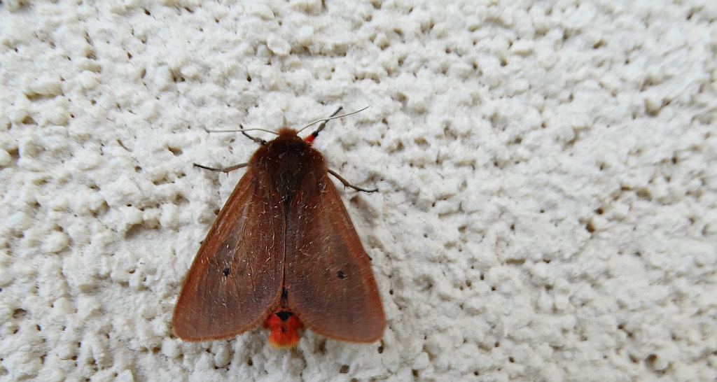 Sadzanka rumienica (Phragmatobia fuliginosa)