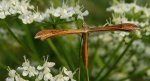 Piórolotek - Stenoptilia pterodactyla