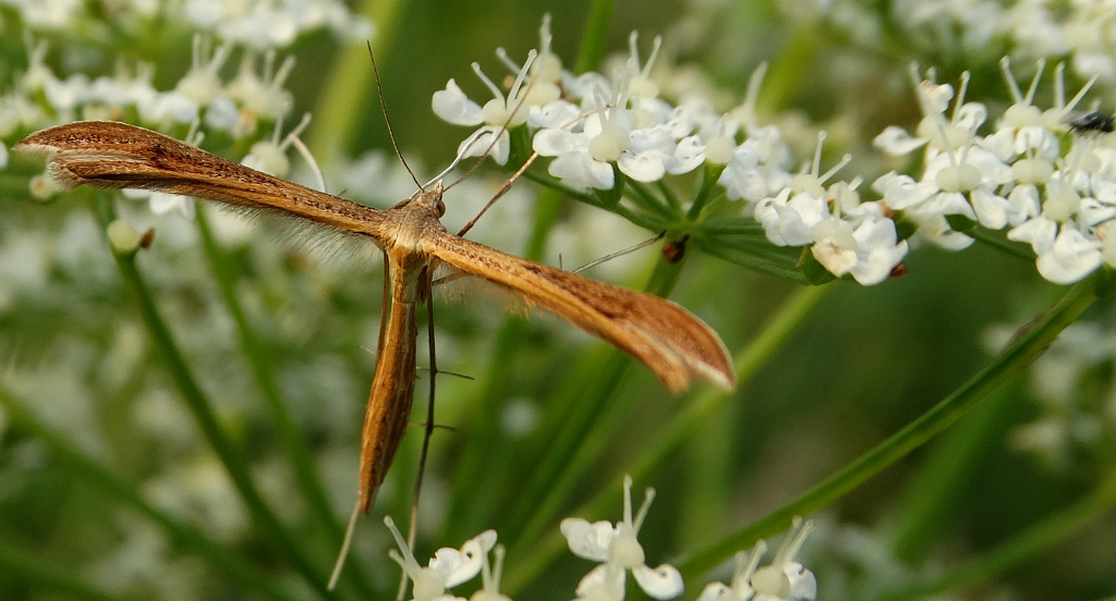 Piórolotek - Stenoptilia pterodactyla