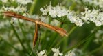 Piórolotek - Stenoptilia pterodactyla