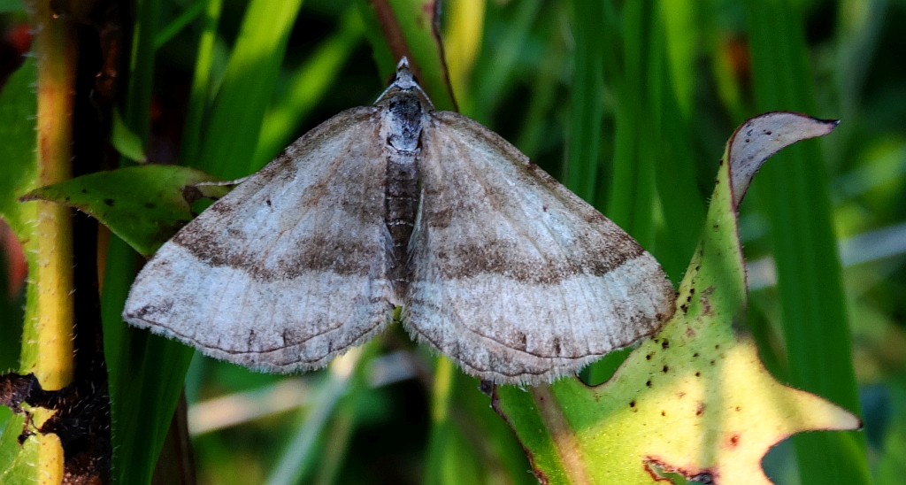 Paśnik komosiak (Scotopteryx chenopodiata)