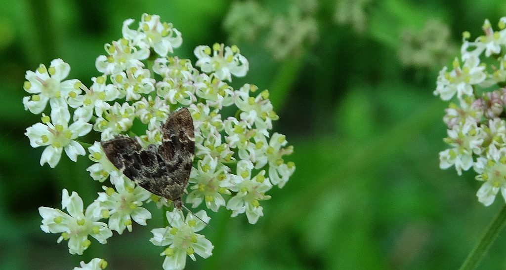 Wznosik Fabrycjusza (Anthophila fabriciana)