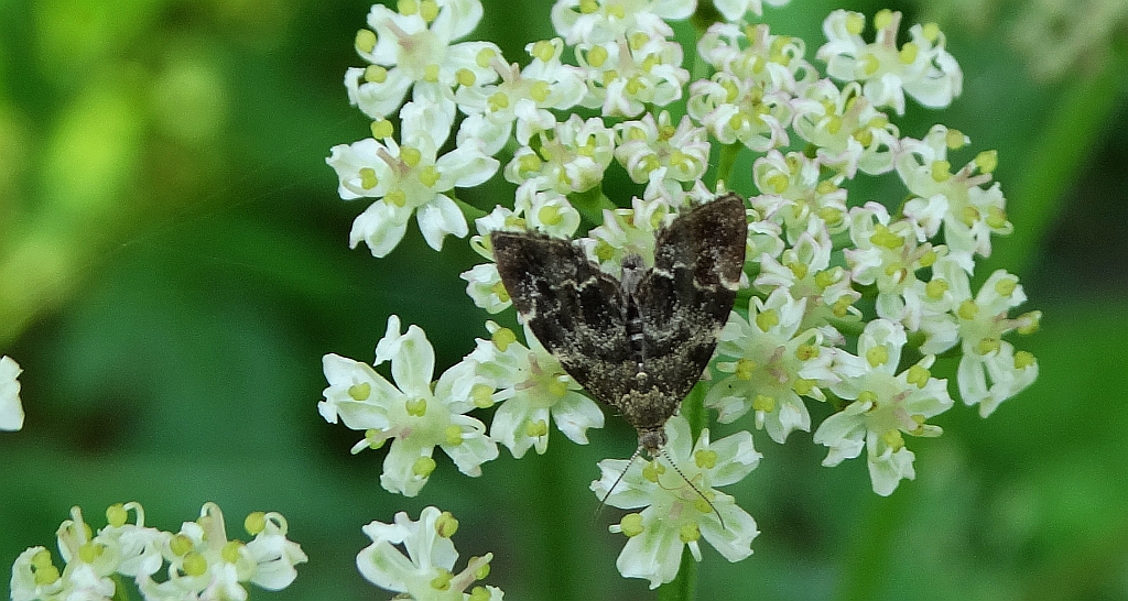 Wznosik Fabrycjusza (Anthophila fabriciana)