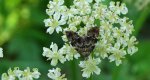 Wznosik Fabrycjusza (Anthophila fabriciana)