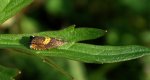 Dichrorampha petiverella