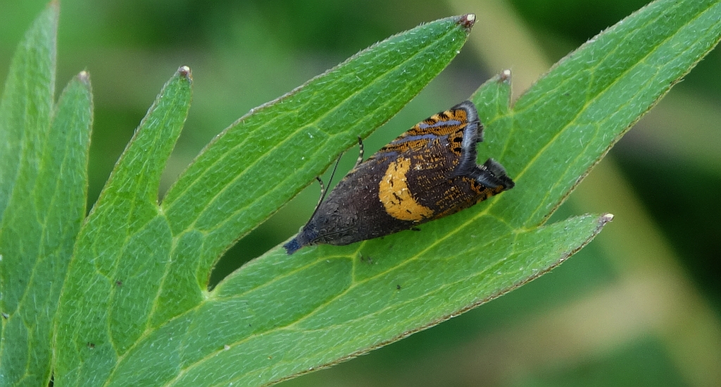 Dichrorampha petiverella