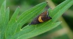 Dichrorampha petiverella