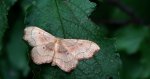Krocznik wycinek (Idaea emarginata)