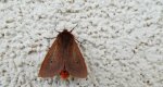 Sadzanka rumienica (Phragmatobia fuliginosa)