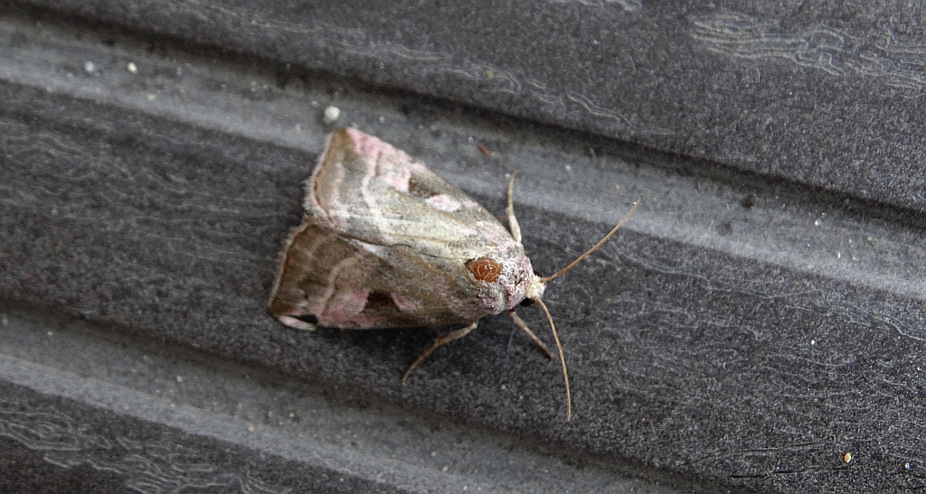 Eucarta virgo