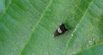 Grapholita compositella