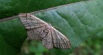 Krocznik niezdobiak (Idaea straminata)