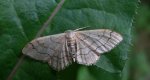 Krocznik niezdobiak (Idaea straminata)