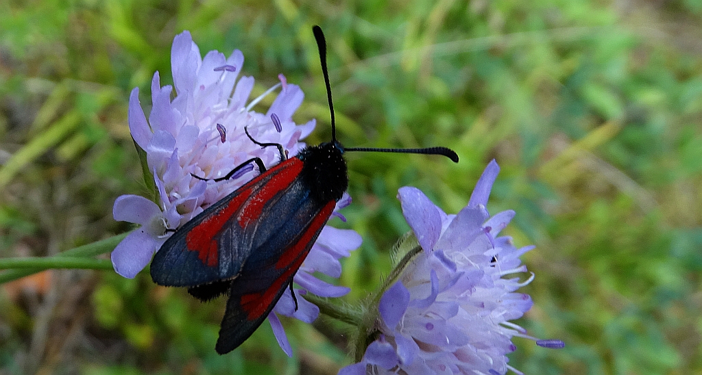 Zygaena minos