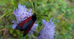 Zygaena minos