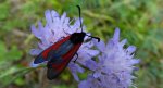 Zygaena minos