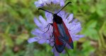 Zygaena minos