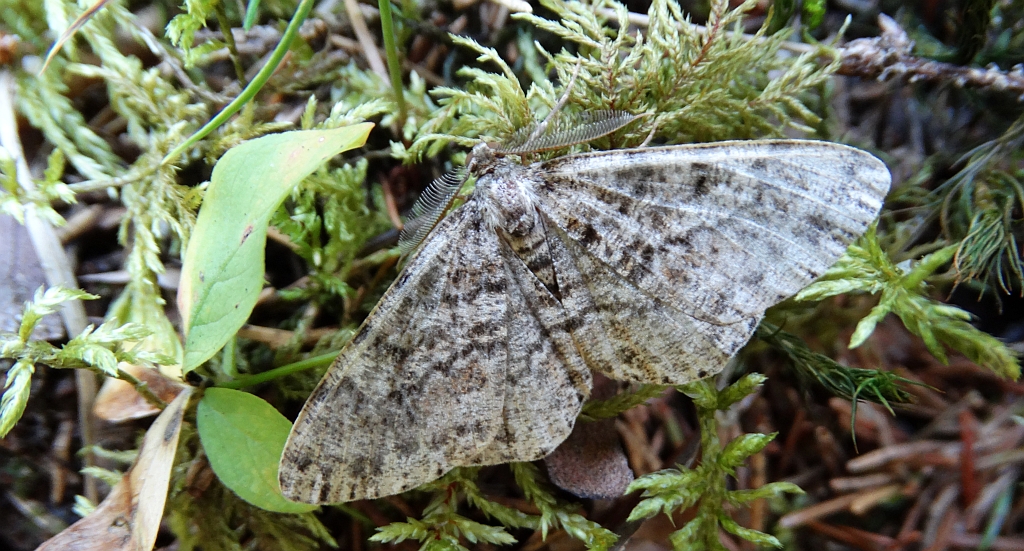 Przylepek nagrabek (Alcis repandata)