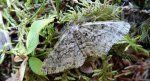 Przylepek nagrabek (Alcis repandata)