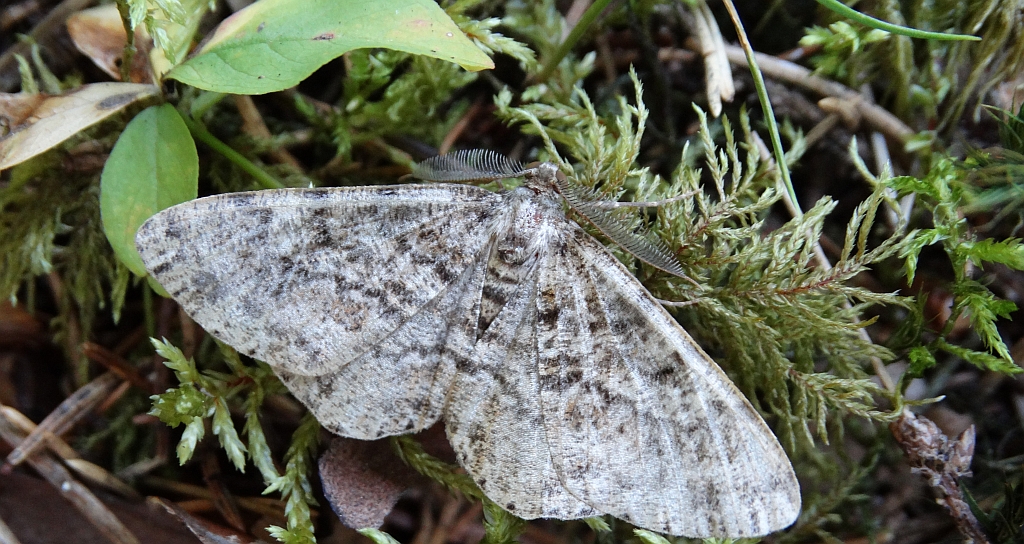 Przylepek nagrabek (Alcis repandata)