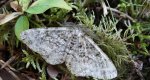Przylepek nagrabek (Alcis repandata)