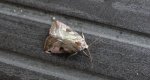 Eucarta virgo