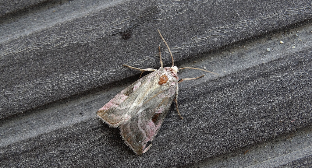 Eucarta virgo