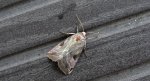 Eucarta virgo