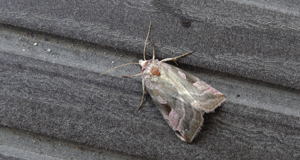 Eucarta virgo