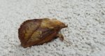 Barczatka napójka, napójka łąkówka (Euthrix potatoria)