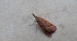 Synaphe punctalis