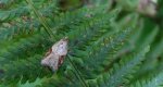Acleris laterana