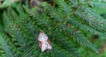 Acleris laterana