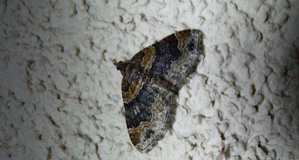 Paśnik rdzawiak (Xanthorhoe ferrugata)