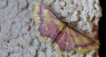 Krocznik zorzak (Idaea muricata)